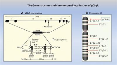 The C1q and gC1qR axis as a novel checkpoint inhibitor in cancer